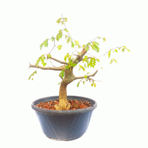 Pré Bonsai de Pithecolobium (Chloroleucon var. Tortum)