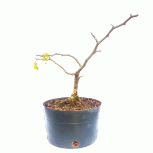 Pré Bonsai de Pithecolobium (Chloroleucon var. Tortum)