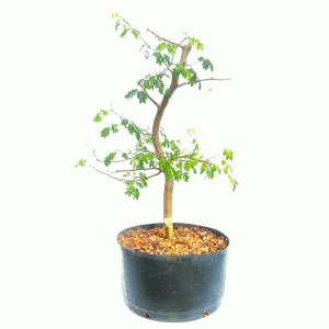 Pré Bonsai de Pithecolobium (Chloroleucon var. Tortum)