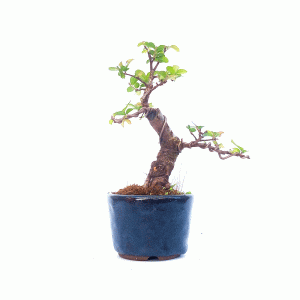 Bonsai de Ulmus Parvifolia