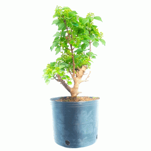 Pré Bonsai de Acer Formosanum