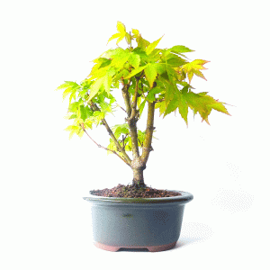 Bonsai de Acer Palmatum