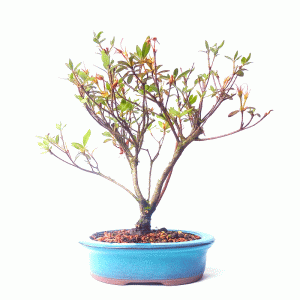 Bonsai de Azaleia Satsuki cor Rosa