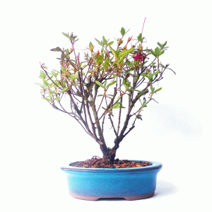 Bonsai de Azaleia Satsuki cor Rosa
