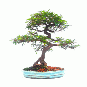 Bonsai de Caliandra Rosa