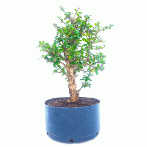 Pré bonsai de Carmona Microphylla