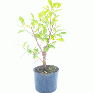 Pré Bonsai de Fícus Tiger Bark