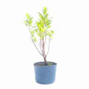 Pré Bonsai de Fícus Tiger Bark