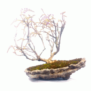 Bonsai de Glicínia Flor cor Lilás