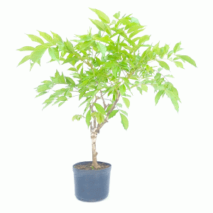 Pré Bonsai de Glicínia cor Lilás