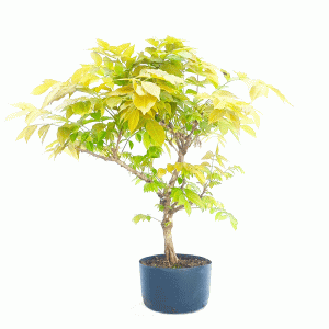 Pré Bonsai de Glicínia cor Lilás