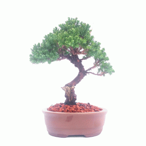 Bonsai de Junípero Mini Jacaré