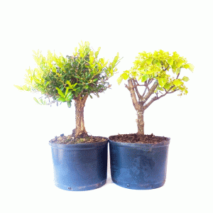 Kit pré bonsai Acer Formosanum + Buxus Harlandii