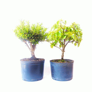 Kit Pré Bonsai: Acer Formosanum + Buxus Harlandii