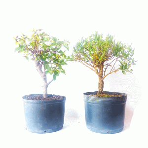Kit pré bonsai - Acer formosanum + buxus