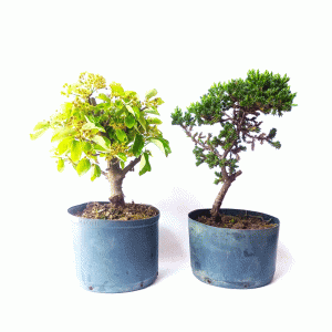Kit pré bonsai Acer Formosanum + Junípero Procumbens