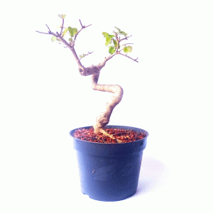 Pré Bonsai de Ligustrum Sinensis