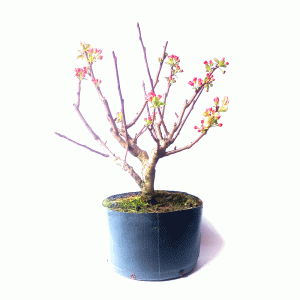 Pré Bonsai de Maça Anã