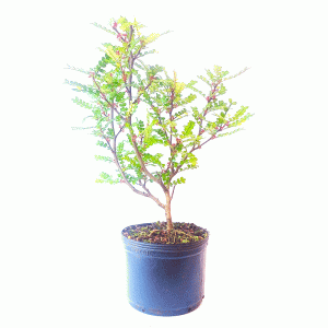 Pré Bonsai de Pepper Tree
