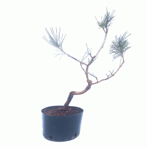 Pré Bonsai de Pinheiro Negro