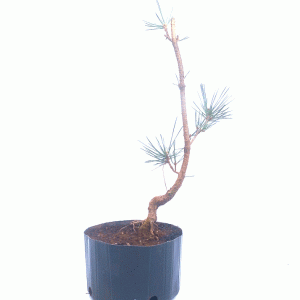 Pré Bonsai de Pinheiro Negro