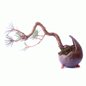 Bonsai de Pinheiro Negro