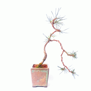 Bonsai de Pinheiro Negro 5 anos