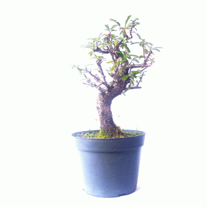 Pré Bonsai de Piracanta Amarela