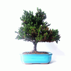Bonsai de Junípero Procumbens