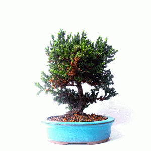 Bonsai de Junípero Procumbens
