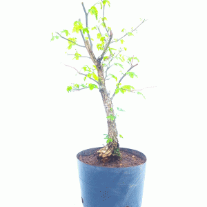 Pré Bonsai de Pithecolobium var Dumossum
