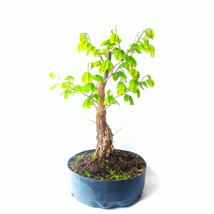 Pré Bonsai de Pithecolobium var Dumosum
