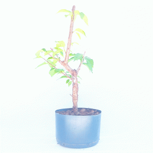Pré Bonsai de Sakurá Yukiwari Flor Rosa