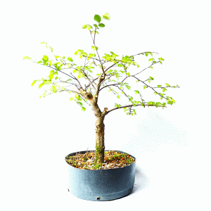 Pré bonsai de Ulmus
