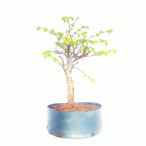 Pré Bonsai de Ulmus Parvifolia