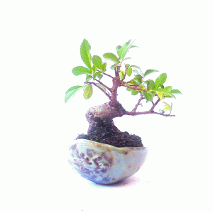 Bonsai de Ulmus Parvifolia