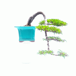 Bonsai de Caliandra Rosa