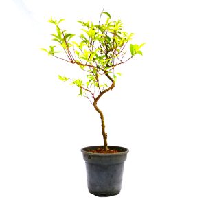 Pré Bonsai de Cereja do Rio Grande