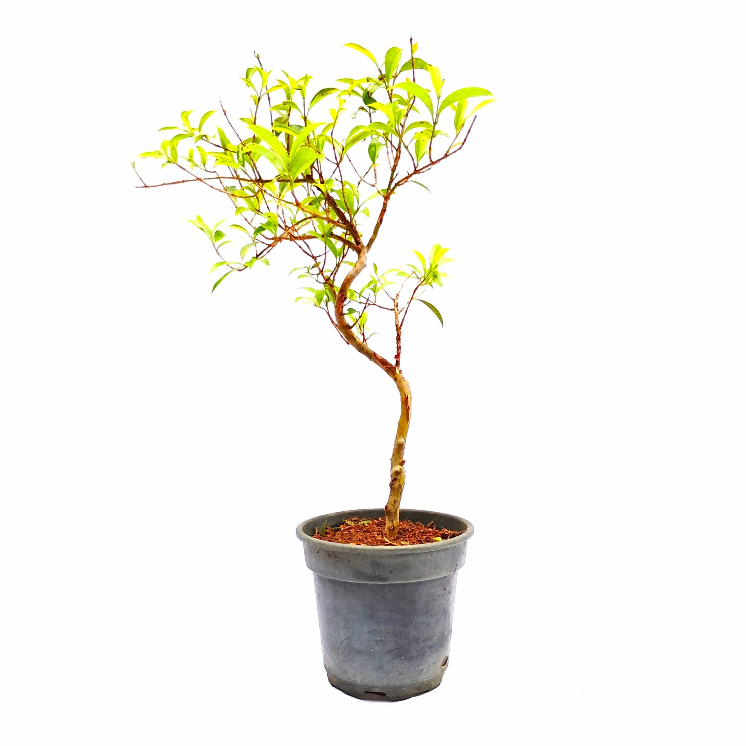Pré Bonsai de Cereja do Rio Grande 4 Anos - Imagem 2