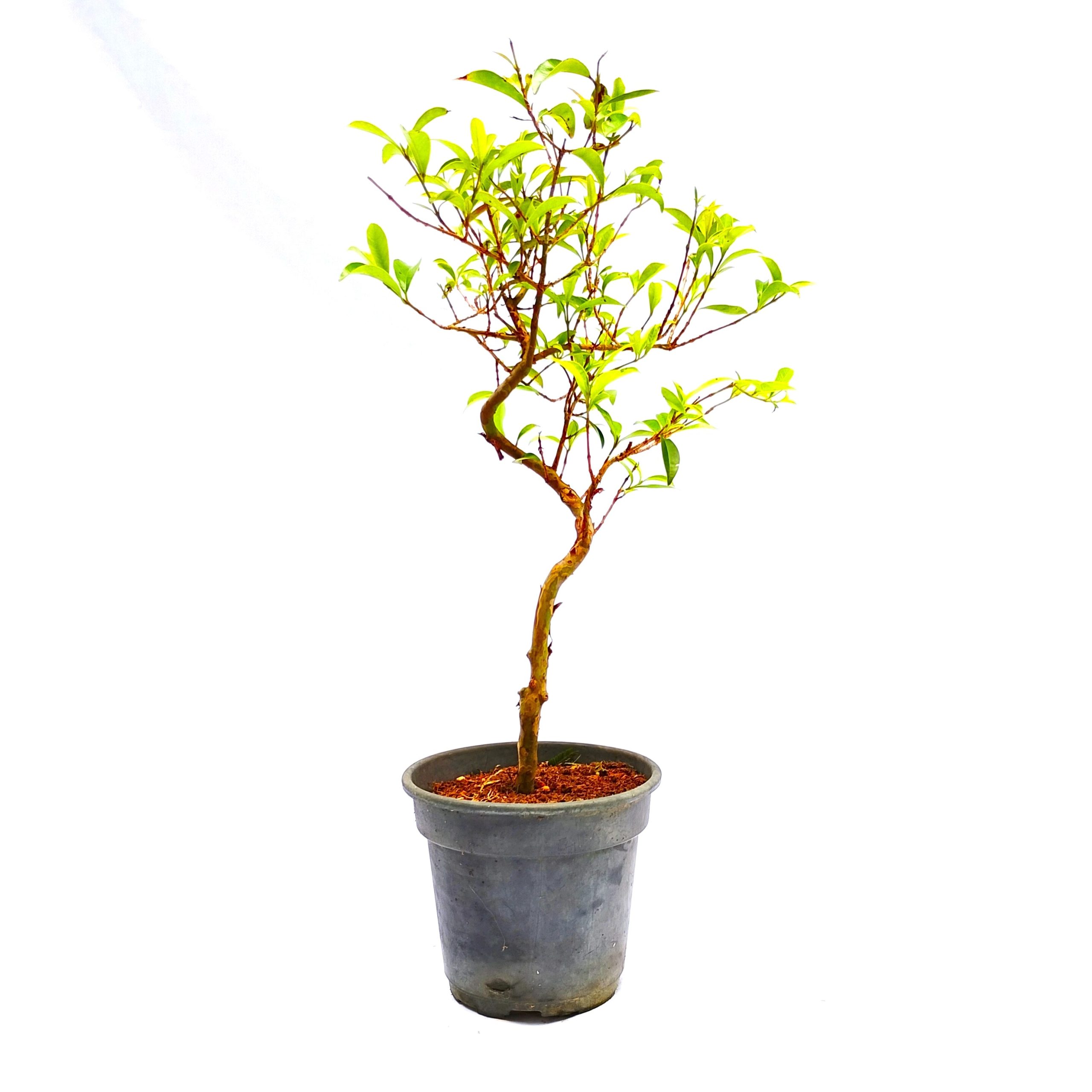 Pré Bonsai de Cereja do Rio Grande 4 Anos - Imagem 3