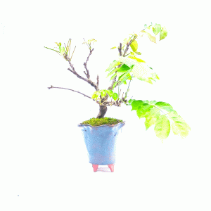 Bonsai de Glicínia cor Lilás