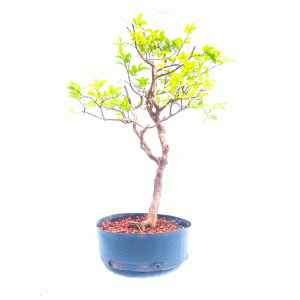 Pré Bonsai de Jabuticaba Sabará