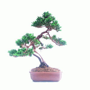 Bonsai de Junípero Mini Jacaré