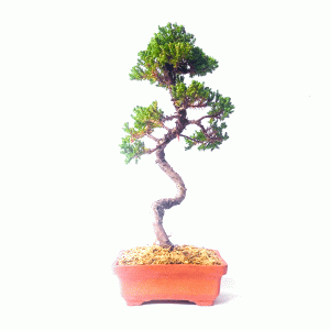 Bonsai de Junípero Procumbens