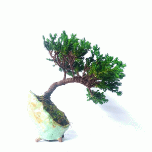 Bonsai de Junípero Procumbens