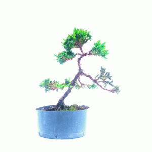 Pré Bonsai de Junípero Procumbens