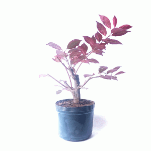 Pré Bonsai de Ameixa Suzina