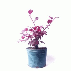 Pré Bonsai de Ameixa Suzina