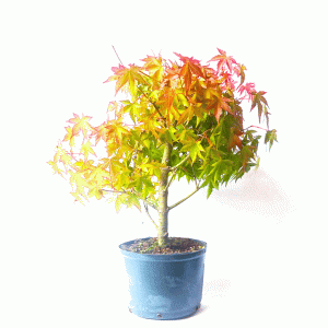 Pré Bonsai de Acer Palmatum