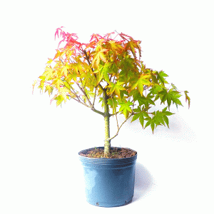 Pré Bonsai de Acer Palmatum